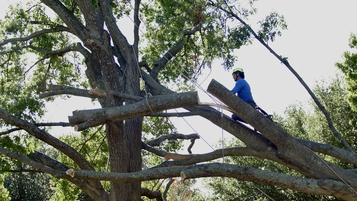 Professional Crown Thinning performed by certified arborists in Passaic