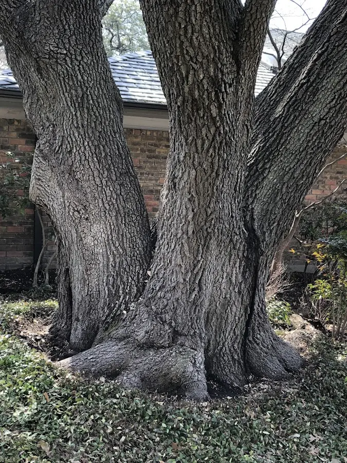 Mature heritage tree close to a Passaic property cared for by certified arborists